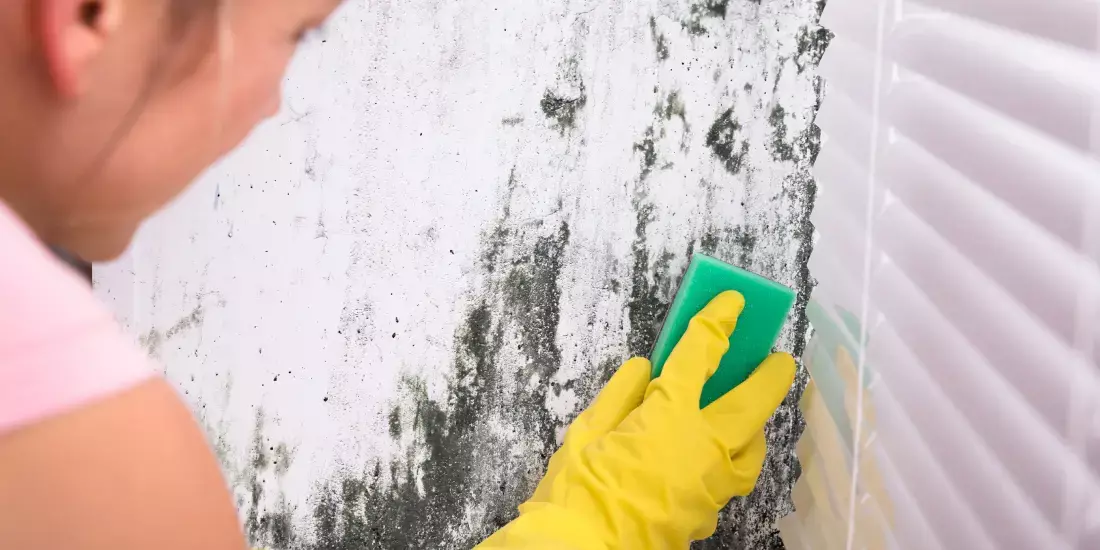 A woman in yellow gloves scrubbing mould off a wall with a scourer sponge